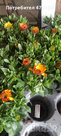 Остиуспермум Африканска Маргаритка , снимка 5 - Градински цветя и растения - 54062027