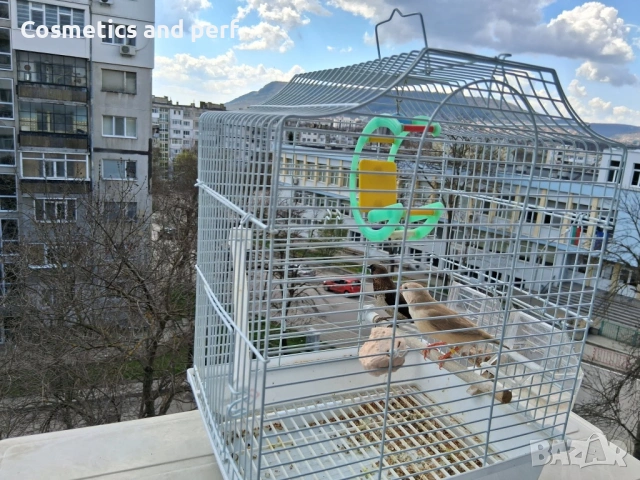 Продавам амадинки заедно с кафеса , снимка 3 - Амадини - 54138646