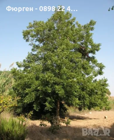  Орех Пекан - Фиданки , снимка 6 - Разсади - 47897202