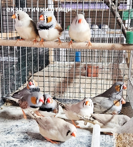 Джъмбо Амадини - Продавам, снимка 5 - Амадини - 52865989