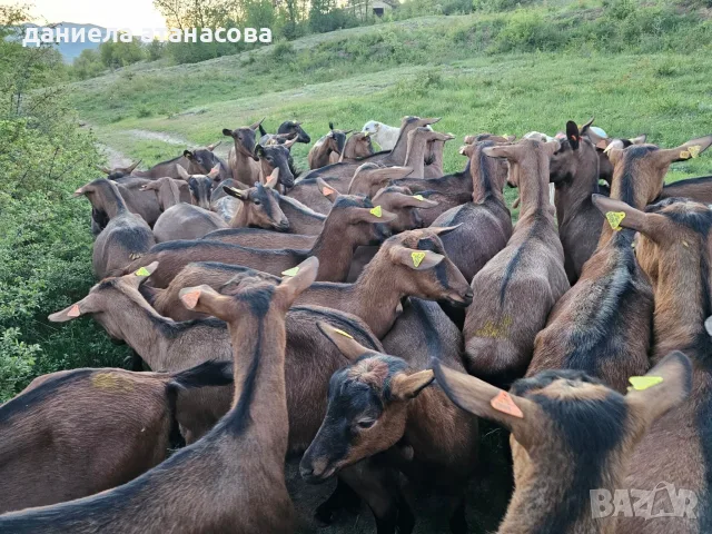 чистокръвен френски алтин