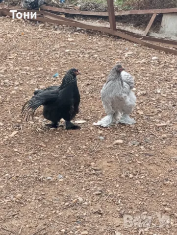 кокошки черна брама 3+1, снимка 3 - Кокошки и пуйки - 47560465