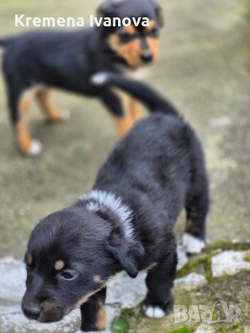 подарявам женски кученца