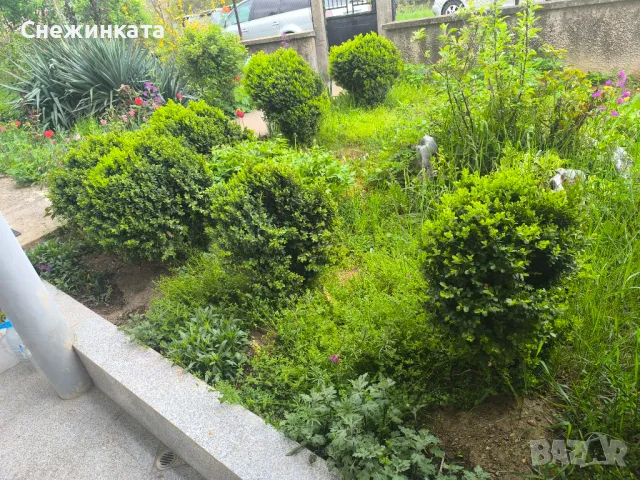 Чемшири- 30-100лв, снимка 5 - Градински цветя и растения - 49939319