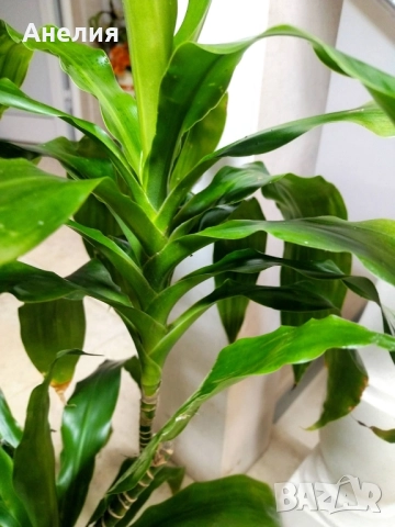Драцена , снимка 3 - Стайни растения - 52519063