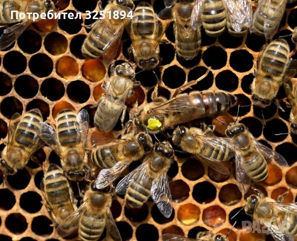 Пчелни отводки ДБ-2024