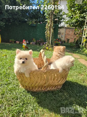 Померан Померанче