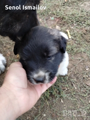 Каракачанска овчарка , снимка 4 - Каракачанска овчарка - 51987397