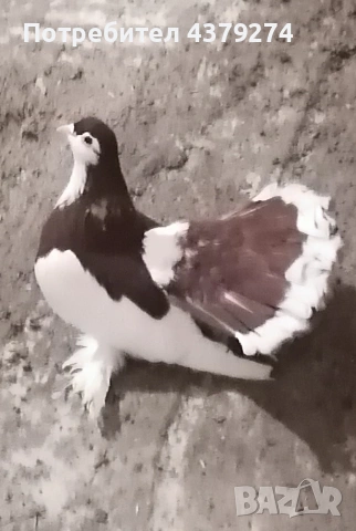 млади гълъби, снимка 4 - Гълъби - 54129247