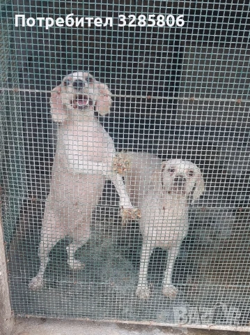 кучета, снимка 2 - Други - 50551476