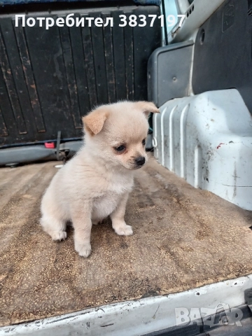 мъжки и женски кучета , снимка 5 - Пинчер - 52864232