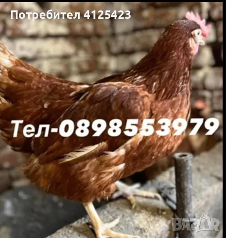 🐔Налични Носачки За Яйца 🥚, снимка 4 - Кокошки и пуйки - 56217233