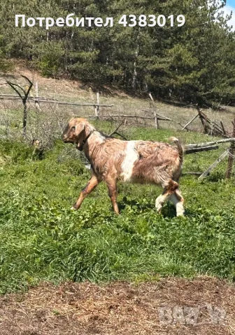 Англонобийски мъжки пръч, снимка 1