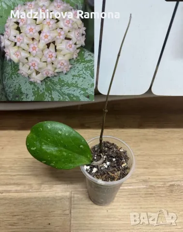 Hoya Michele , снимка 1