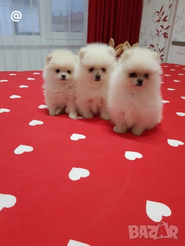 Померан померанчета свободни Гр. София, снимка 4 - Померан - 54000215