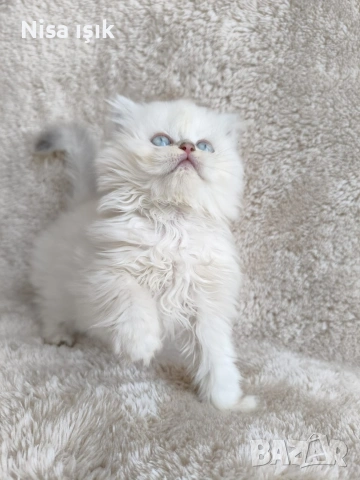 кой иска да спинка с мене в Хасково сме