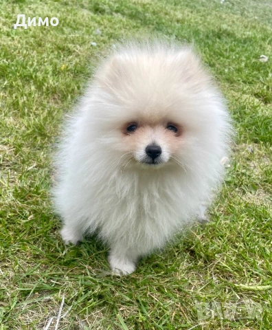 Мъжки померан, снимка 6 - Померан - 54242429