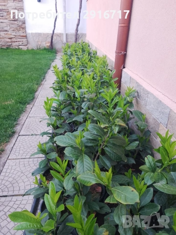 Лавровишна Новита , снимка 14 - Градински цветя и растения - 53881772