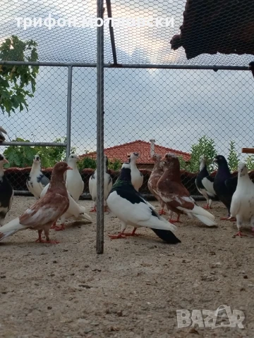 Гълъби пазарджишки високолетачи, Ловени чужди, снимка 2 - Гълъби - 47554142