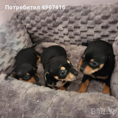 Чистокръвни пинчери, снимка 2 - Пинчер - 56336167