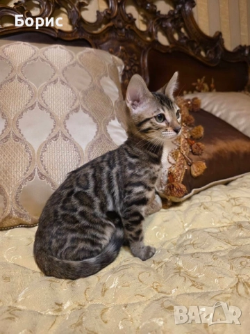 Бенгалско коте, снимка 7 - Бенгалски - 40146006