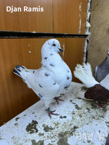 2 женски гълъба Американски кинг, снимка 2 - Гълъби - 53126355