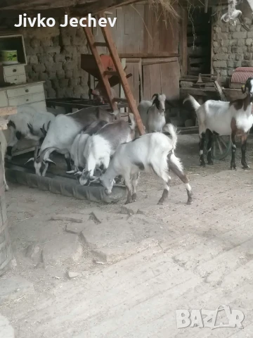 Ярета, снимка 1