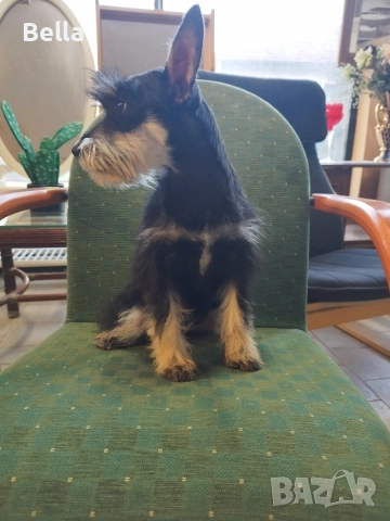 Мини Цверк шнауцер , снимка 4 - Други - 52592837