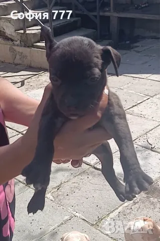 топ малки страхотни бебета от добри родители, снимка 12 - Питбул - 50029436