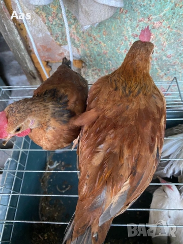 Джинки чифтове