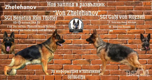 Немска Овчарка от Развъдник ”Von Zhelehanov”
