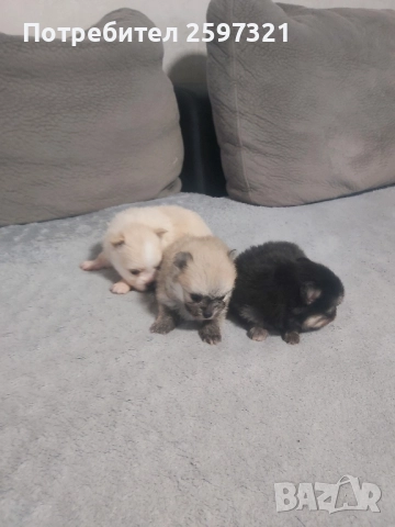 Померан, снимка 4 - Померан - 52435903