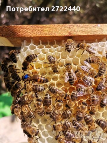 Пчелни майки и отводки 