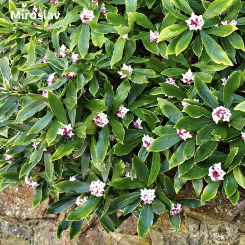 Дафне Ауреомаргината, снимка 7 - Градински цветя и растения - 51224521