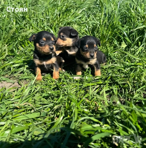 Мини пинчери 