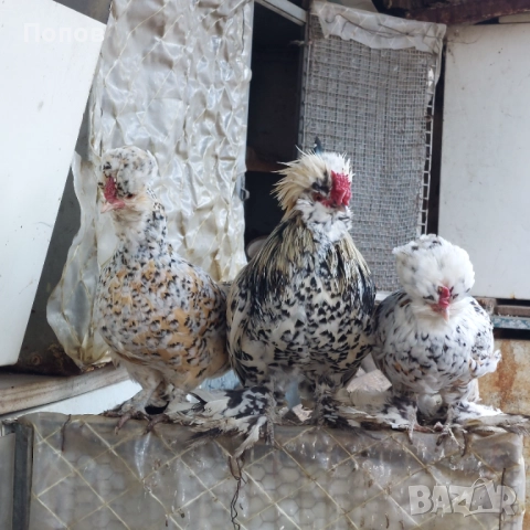 Продавам джинки, снимка 16 - други­ - 52724814