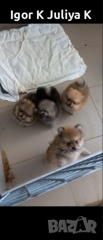 Померанчета, пухави топки, снимка 7 - Померан - 52677456