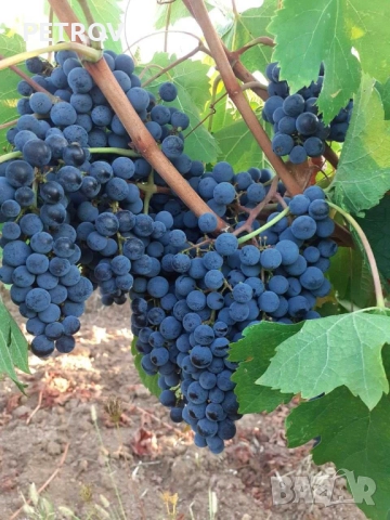 Продавам грозде мерло