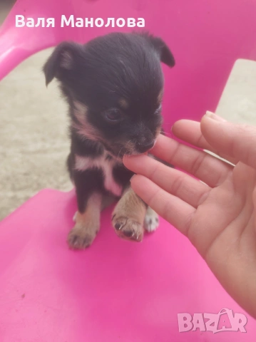 Кученца, снимка 3 - Други - 53794793