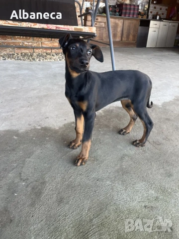 Доберман на 4месеца
