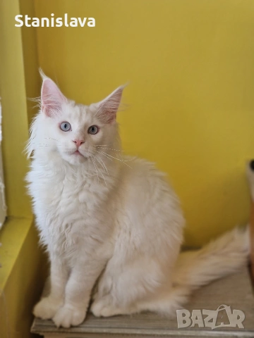 котенца Мейн Куун