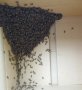 Хващане на пчели / Улавяне на пчелни рояци