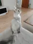 Женско коте Мейн куун, снимка 2
