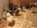 Новоизлюпени пиленца брама , снимка 5