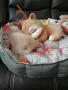 померанче момиченце, снимка 5