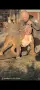 Американско Були Хл/American Bully XL , снимка 2