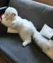 Огромно плюшено коте, снимка 4