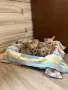 Мини Чихуахуа бебета , снимка 1