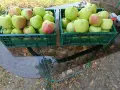 Продавам ябълки..., снимка 3