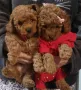 Poodle Toy Apricot/Poodle Toy Brown, снимка 2